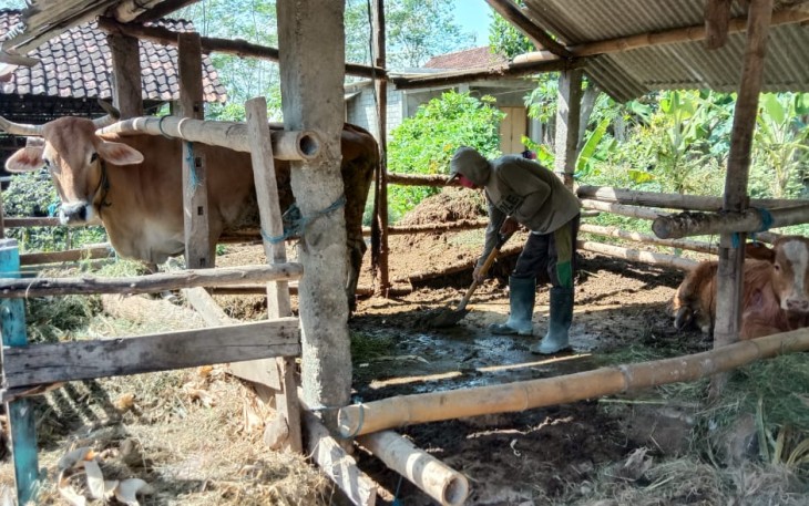 Jumari Jaga Kebersihan Kandang Agar Sapi Piaraannya Sehat