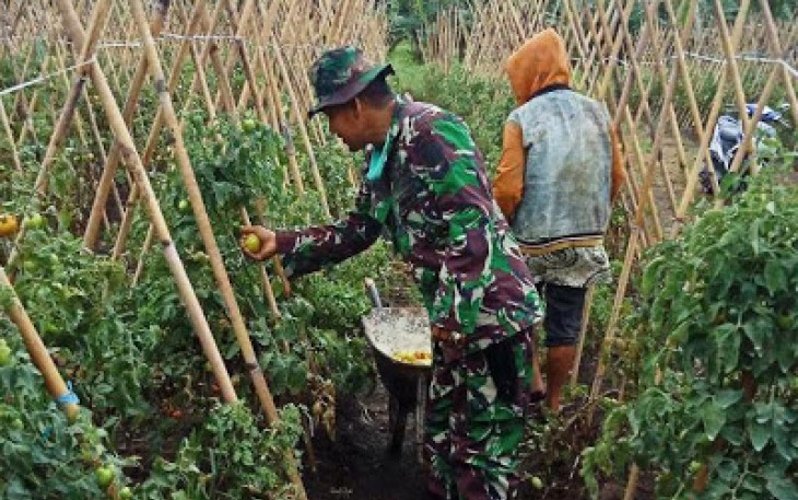 Babinsa Komsos Dengan Petani Tomat