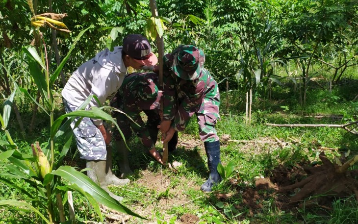 Mencabut Pohon Singkong