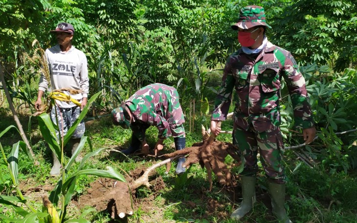 Serda Haryoko Akhirnya Bisa Bawa Pulang Singkong dari Kebun