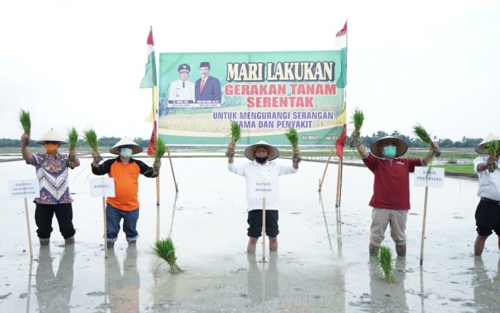 Bupati Asahan Tanam Padi Serentak di Desa Serdang Kecamatan Meranti
