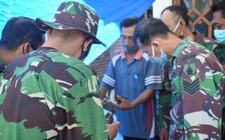 Ternyata Begini Cara Penangkaran Penyu Hijau di Lokasi TMMD