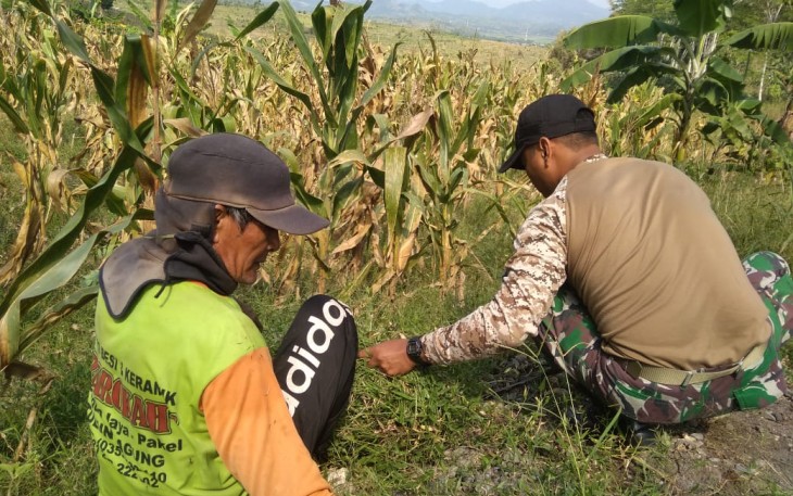 Siangi Rumput agar Hasil Buah Jagung Banyak