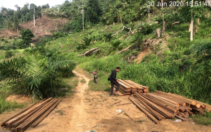 Polres MM Polda Bengkulu Tangkap 2 Tersangka Penebang Pohon Ilegal