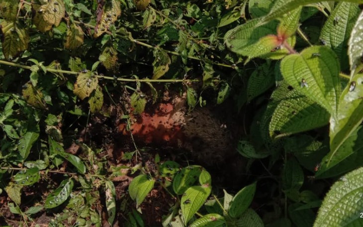 Diduga Jejak Kaki Harimau