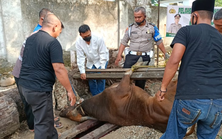 Kapolres Mura dan Personel Qurban 3 Sapi dan 1 Kambing