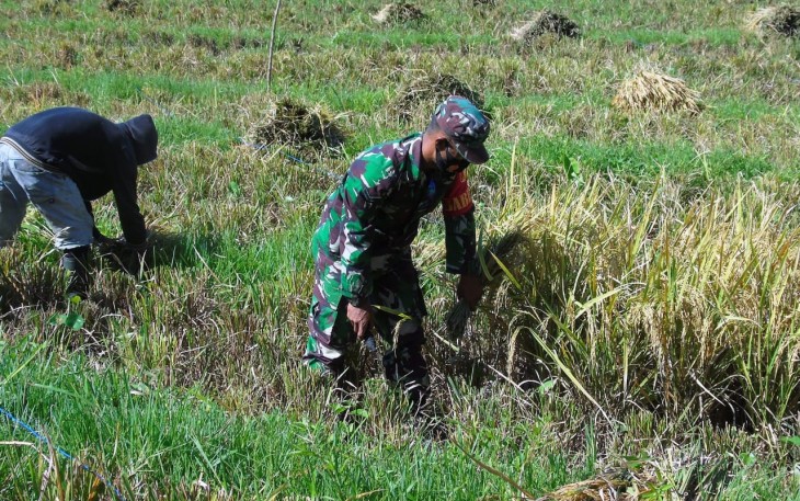 Babinsa Koramil 1310-05/Kauditan saat dampingi warganya panen padi
