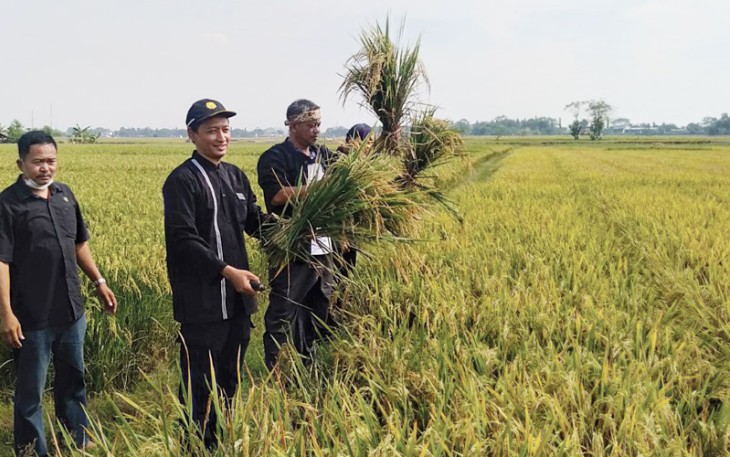 Panen padi oleh UPTD Balai Benih Dinas Pangan dan Pertanian Kabupaten Purwakarta