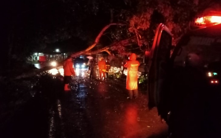 Pohon Rambutan di Pinggir Jalan Alternatif Limpung-Dlimas Masuk Dukuh Petamanan Desa Banyuputih Tumbang