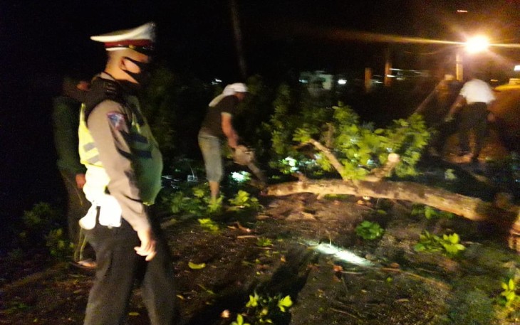 Hujan Deras Disertai Angin Kencang Akibatkan Pohon Tumbang Diruas Jalan Lintas Barat