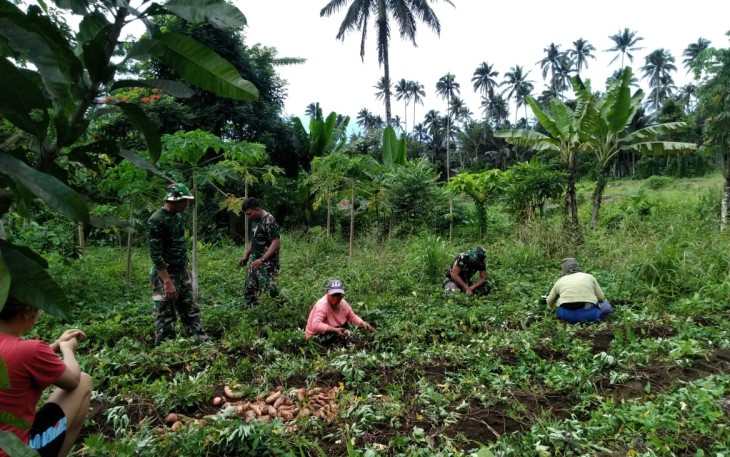 Tim satgas TMMD saat bantu warga panen hasil kebun