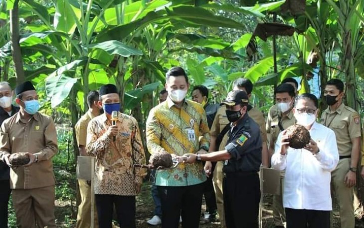 Bupati Kendal Dico M. Ganinduto  B.Sc hadiri panen Porang perdana di Desa Sidomakmur Kecamatan Kaliwungu Selatan pada hari Senin (14/6/2021)