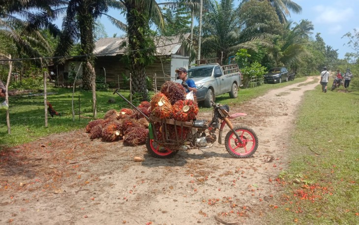 Aktivitas panen sawit di Lahan Eks HGU PT Jenggalu Permai oleh PT Agri Andalas pada (21/10/2021)