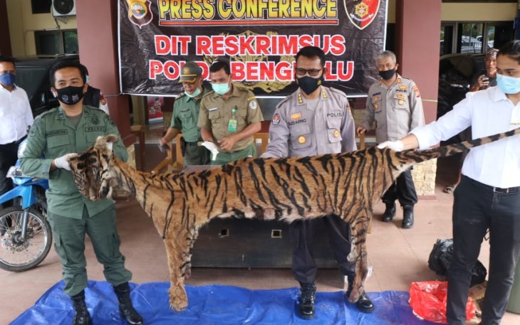 Polda Bengkulu Ungkap Perdagangan Kulit dan Organ Tubuh Harimau Sumatra