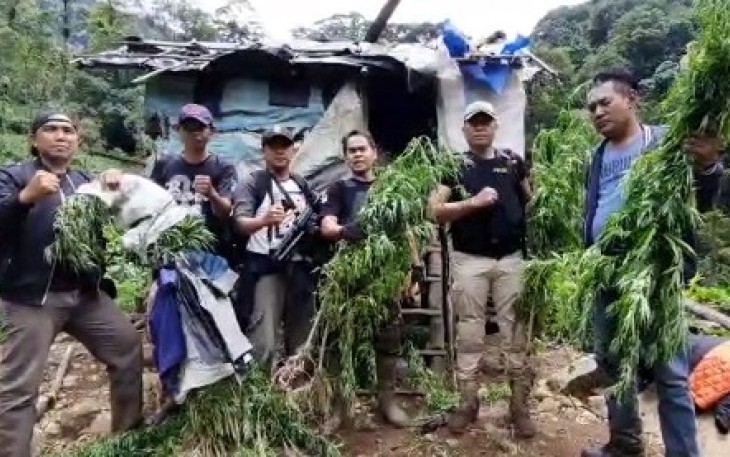 Polisi Temukan 1,5 Ha Ladang Ganja di Kawasan Hutan Lindung Bukit Balai Rejang