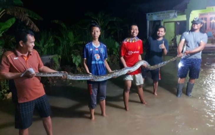 Penemuan ular piton saat terjadi banjir di Desa Tondokerto