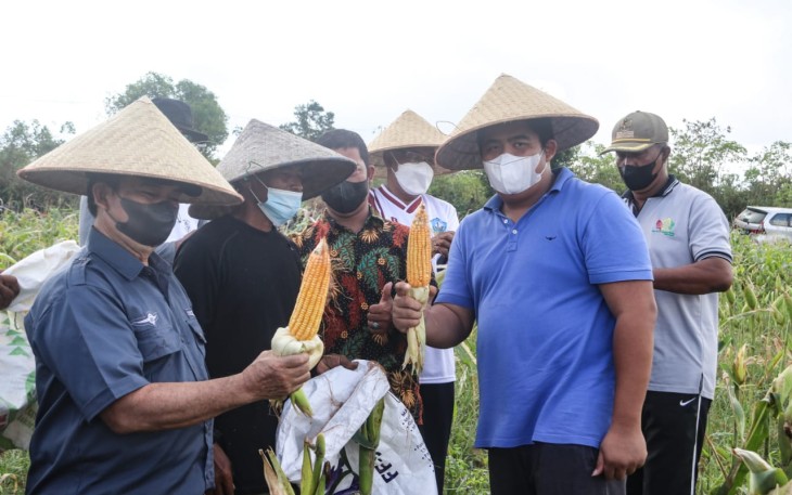  Plt. Bupati Bintan Roby Kurniawan bersama kelompok tani Milenial terlihat begitu semangat saat melakukan panen jagung hibrida untuk pakan ternak,