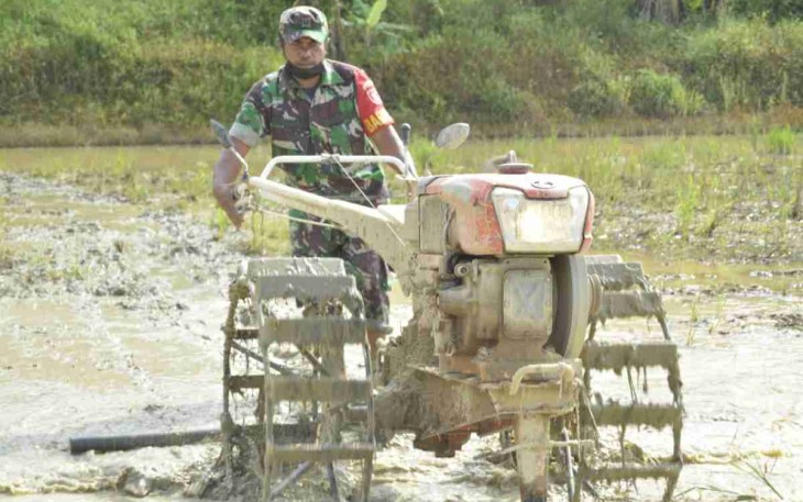 Babinsa Muara Kaman Geruduk Persawahan di Desa Cipari Makmur