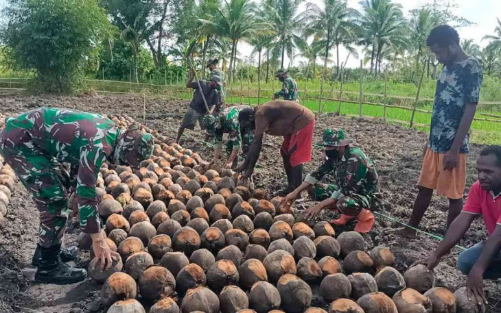 Menyemai Bibit Kelapa Jenis Hibrida di Distrik Kimaam