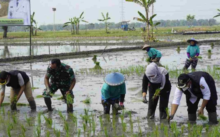 Dandim terjun langsung ke sawah tanam padi. Minggu (24/4/2022)