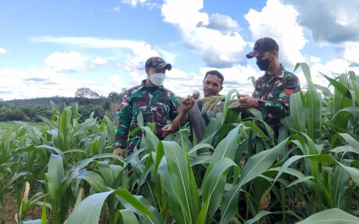 Perawatan tanaman jagung di perbatasan. Kamis (19/05/2022)