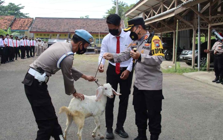 Reward kambing betina untuk anggotanya yang berprestasi 