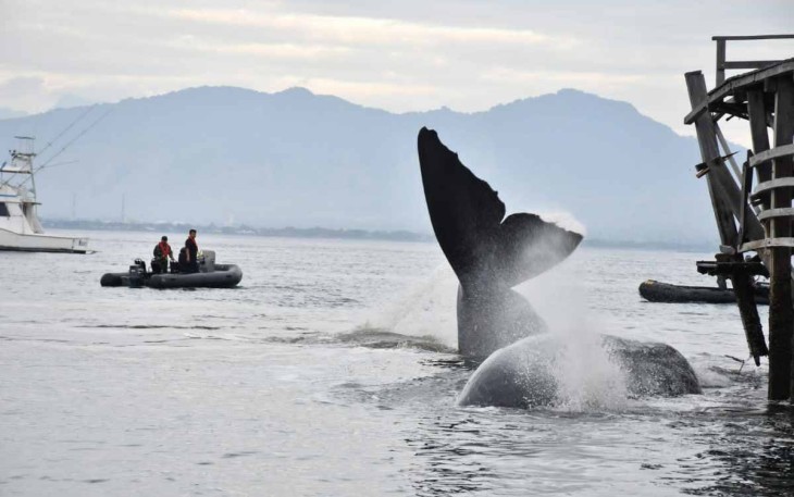Evakuasi ikan paus di pinggir pantai Bulusan Kabupaten Banyuwangi 