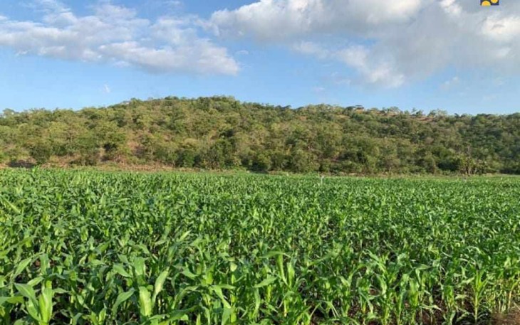 Lahan jagung di kabupaten Keerom provinsi Papua