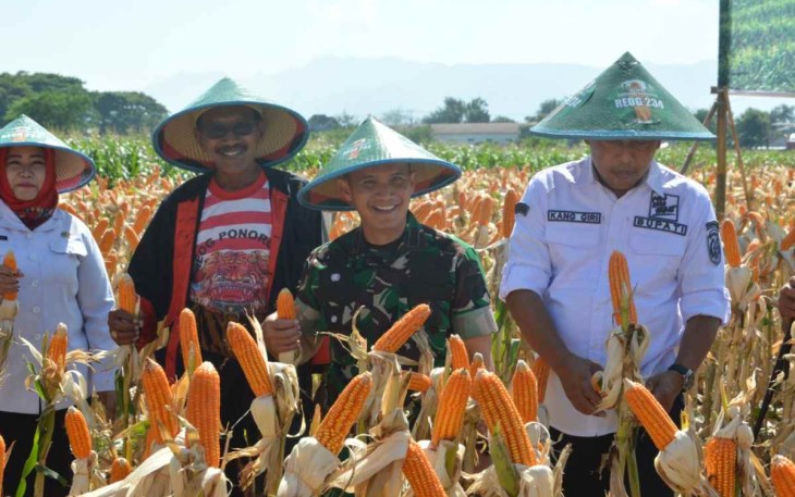Dandim 0802/Ponorogo Letkol Inf Hirta Juni Adriansyah saat panen raya jagung 