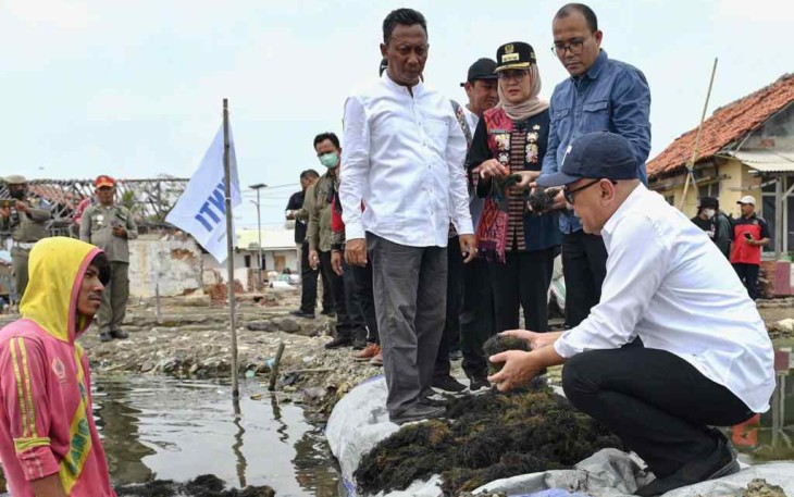 Menteri Teten Masduki saat tinjau panen rumput laut di Indramayu Jawa Barat,  Rabu (21/9)
