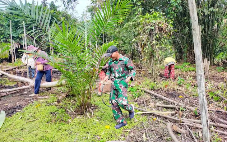 Tradisi Nugal Suku Dayak di perbatasan 