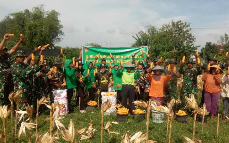 Panen Raya Jagung Lahan Demplot Kodim Rembang