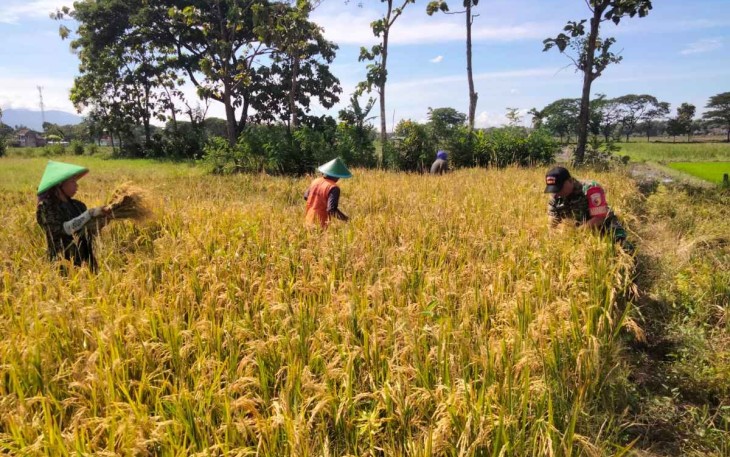 Bantu petani wilayah binaan panen padi