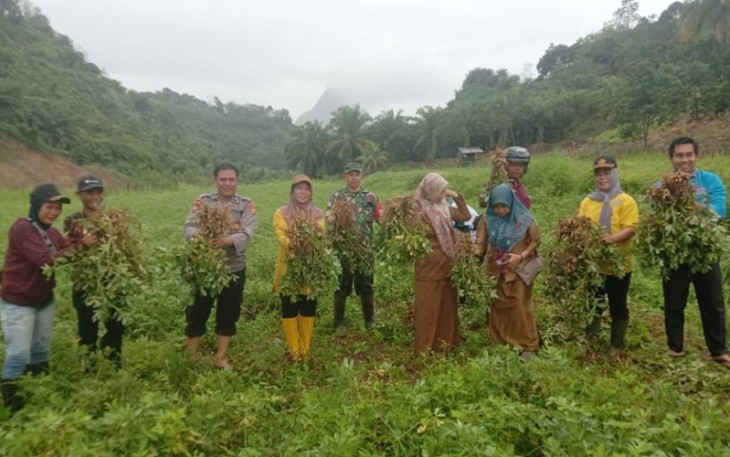 Pilar Desa Pagar Jati, Kecamatan Pagar Jati, Kabupaten Bengkulu Tengah siang hari kemarin Senin (14/11) saat kegiatan panen raya kacang tanah di Desa Pagar Jati.