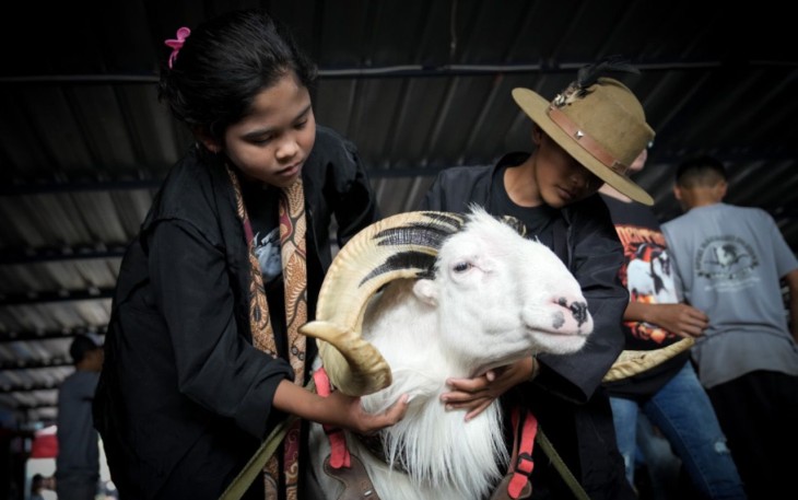 Budaya Domba Tangkas Garut