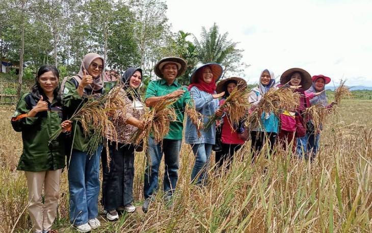 Jaya Marta saat Panen Raya Padi di Sidomulyo