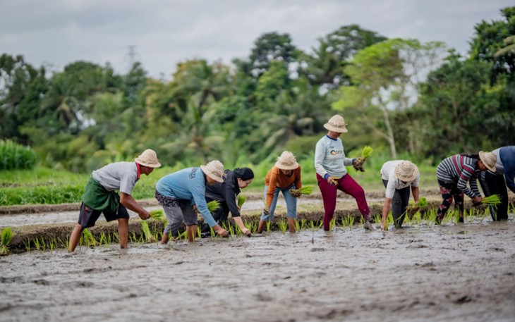 Puan saat Tanam Padi Bareng Petani dan Borong Sayur Mayur di Desa Adat Sedang, Abiansamel, Badung, Rabu (28/9/2022).