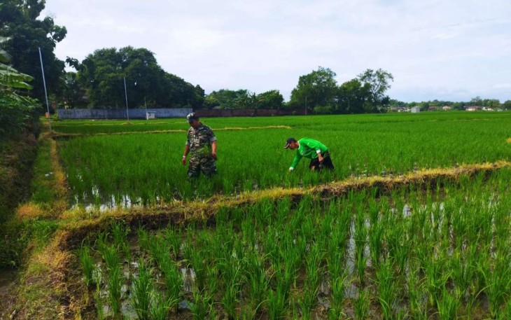 Bantu warga binaan kendalikan hama gulma tanaman padi