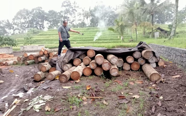 Kayu hasil penebangan liar