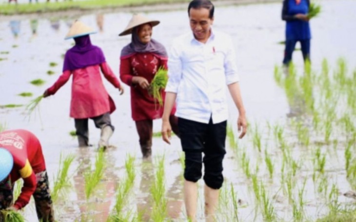 Presiden Jokowi saat tanam padi di Tuban, Kamis (6/4)