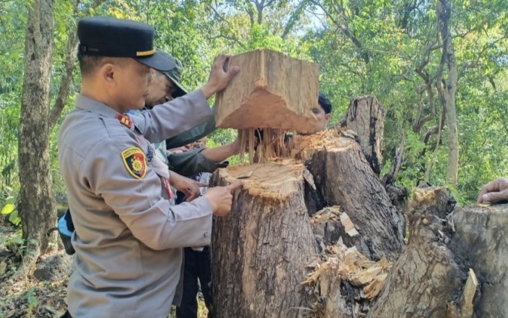 TKP ilegal logging taman nasional Baluran 