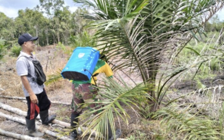 Pembersihan lahan sawit di perbatasan 