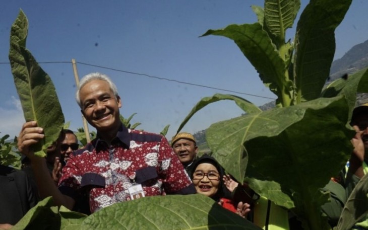 Ganjar Pranowo saat panen tembakau di Boyolali, Kamis (3/8)