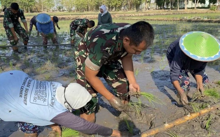 Danyonarmed 12 Kostrad Mayor Arm Tulus Widodo saat tanam padi, Senin (28/8)