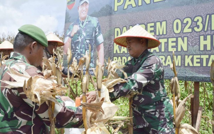 Danrem 023/KS Kolonel Inf Lukman Hakim saat petik jagung, Rabu (30/8)