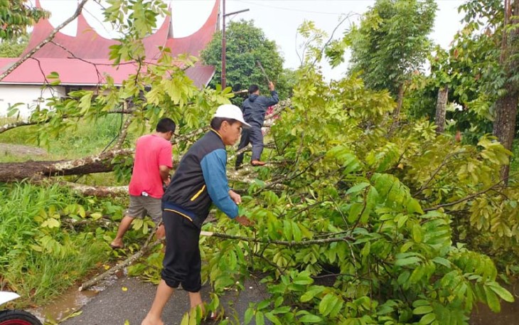 Akibat hujan lebat disertai angin kencang melanda Kota Payakumbuh, menyebabkan pohon tumbang.