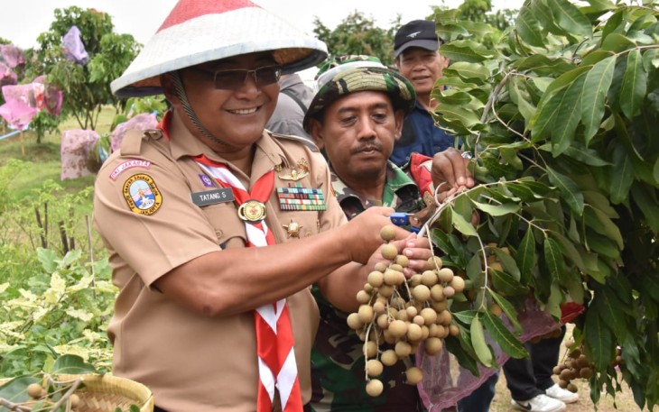 Kasdam Jaya Brigjen TNI Tatang Subarna saat panen buah lengkeng