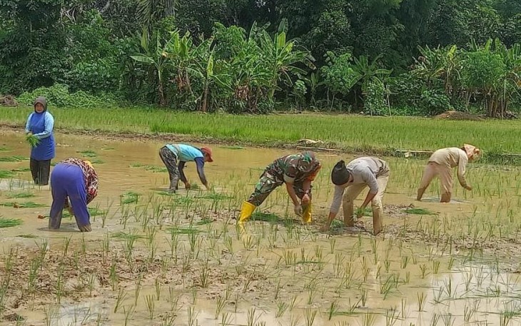 Babinsa Koramil 04/Tanta Serka Yoliyonoto melaksanakan kegiatan pendampingan petani menanam padi di wilayah binaannya, di Desa Murung Baru, Kecamatan Tanta, Rabu (31/01)