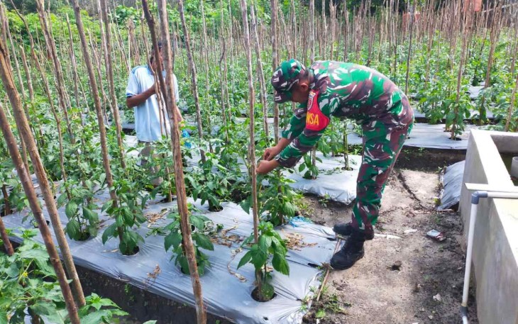 Serka Samosir bantu perawatan petani cabe di wilayah binaannya