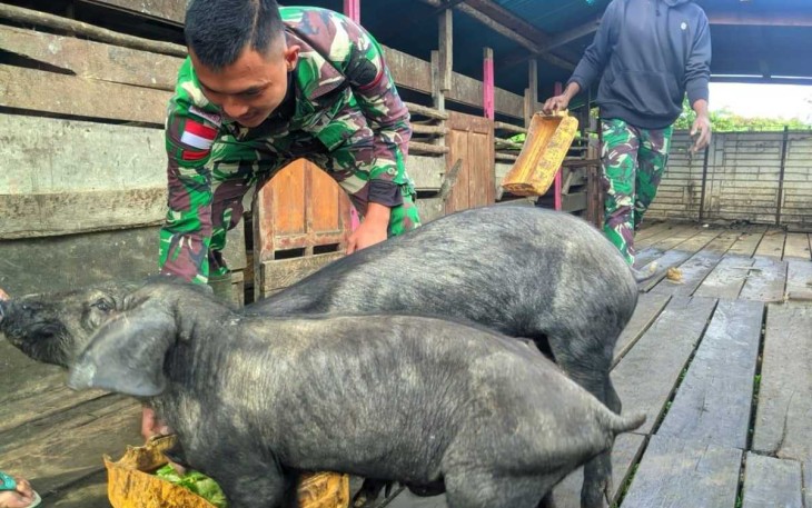 Ternak babi di pos Koper, Sugapa Kab. Intan Jaya, Rabu (17/4)